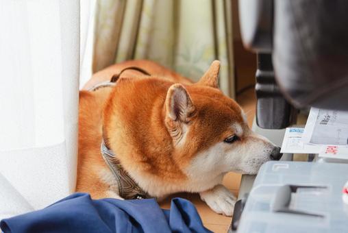 A Shiba Inu relaxing with its chin resting on the legs of a massager, shiba inu, shortly, japanese dog, JPG