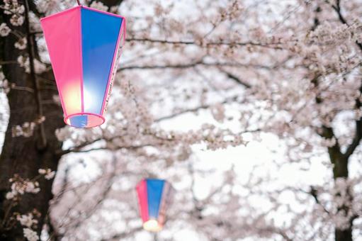 武蔵浦和の遊歩道の桜 武蔵浦和,桜,花見の写真素材