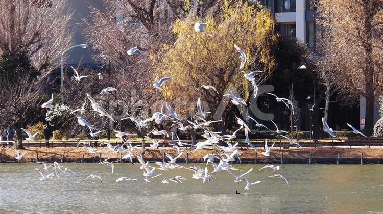 ユリカモメの群れ ユリカモメ,不忍池,群れの写真素材