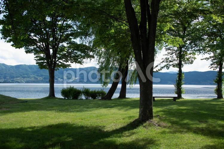 木々の間から眺める湖と木陰の風景 木陰,湖,木々の写真素材