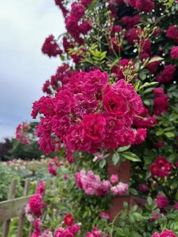 Photo, rose, natural, landscape, 