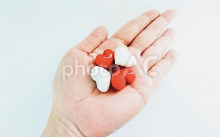 幸せのハートのクローバー ハート,四つ葉,手のひらの写真素材