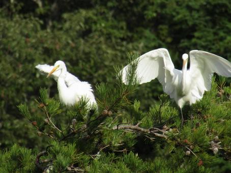 白い鳥 鳥,野鳥,サギの写真素材