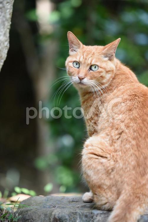 振り返る猫 ネコ,ねこ,かわいいの写真素材