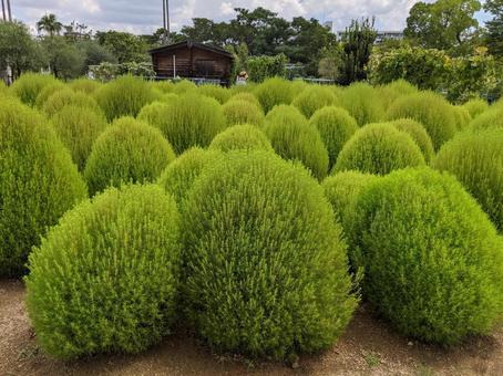 Photo, summer, green, kokia, 