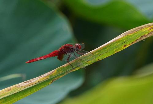ショウジョウトンボ♂ ショウジョウトンボ♂ ショウジョウトンボ,トンボ,dragonflyの写真素材