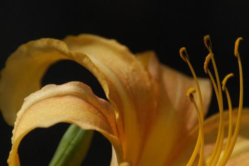 Daylily flower, JPG Daylily flower, JPG