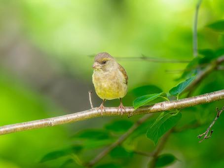 枝にとまるカワラヒワ 枝にとまるカワラヒワ カワラヒワ,野鳥,鳥の写真素材