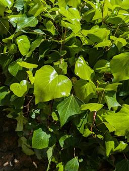 葉っぱ 葉っぱ 風景,自然,多年草の写真素材