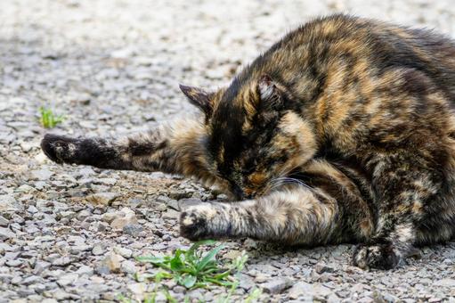 猫(84) 猫(84)の写真