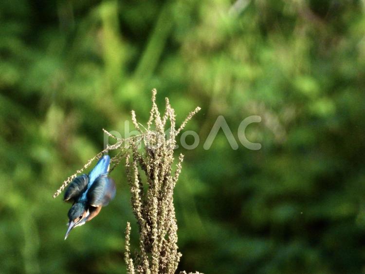 魚を狙い穂から飛び込むカワセミ 鳥,野鳥,カワセミの写真素材