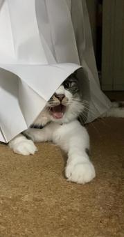 かくれんぼ(バレた編) かくれんぼ(バレた編) かわいい,動物,お目目ぱっちりの写真素材