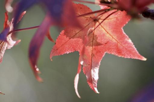 紅葉3 紅葉3の写真