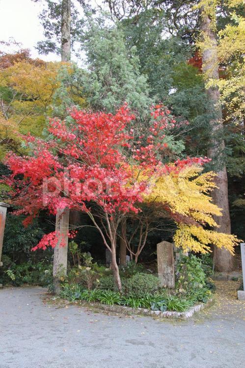 宗像市の鎮国寺の紅葉風景 宗像市,鎮国寺,紅葉の写真素材