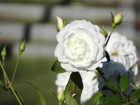 白い薔薇 白い薔薇の写真