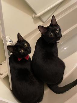 黒猫姉妹 黒猫姉妹 ねこ,ネコ,猫の写真素材
