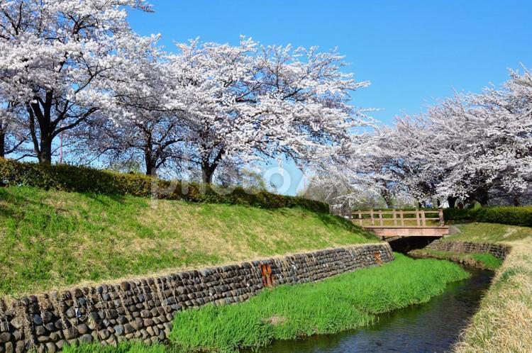 桜並木 桜,さくら,サクラの写真素材