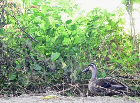 夏の緑、カモの憩いの場 夏の緑、カモの憩いの場 カモ,鳥,水鳥の写真素材