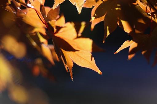 Photo, maple, autumn, pemandangan, 