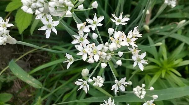食用のニラは秋になるとこんな花が咲きます 食用のニラは秋になるとこんな花が咲きます ニラ,花,9月の写真素材