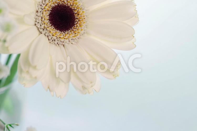   希望の花：白いガーベラ ガーベラ,白,白背景の写真素材