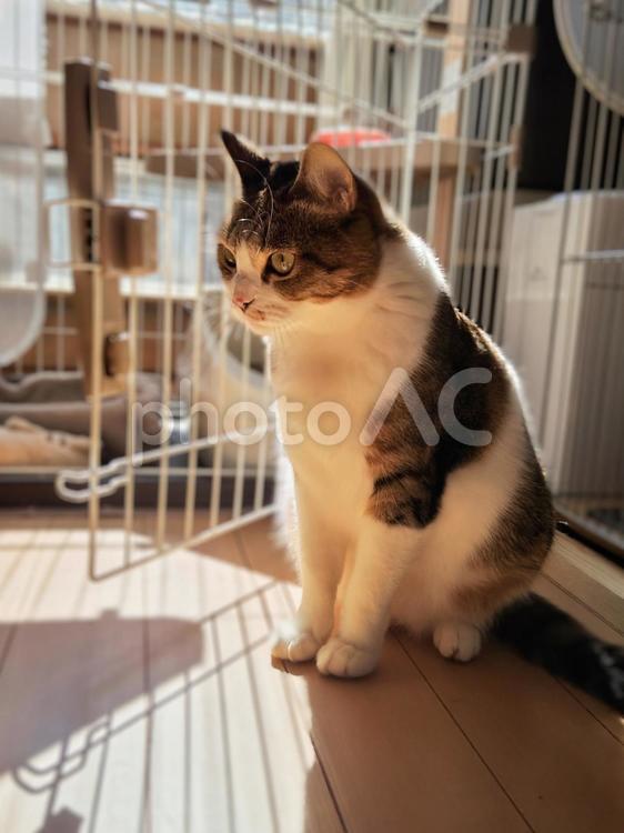 日差しの中の猫 猫,ネコ,ペットの写真素材
