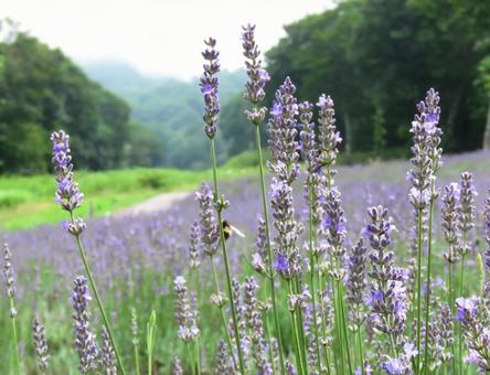 ラベンダー(グロッソ)の花畑3 ラベンダー(グロッソ)の花畑3の写真