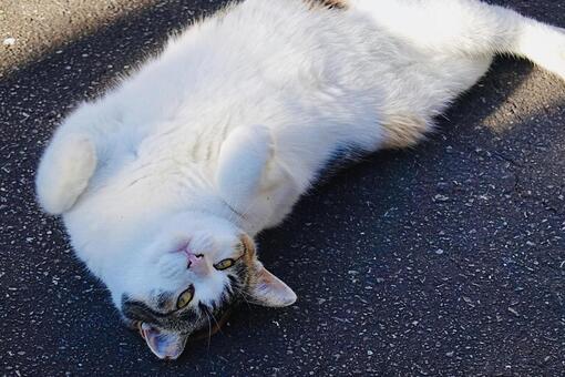 転がる三毛猫 ネコ,保護猫,ニャンコの写真素材