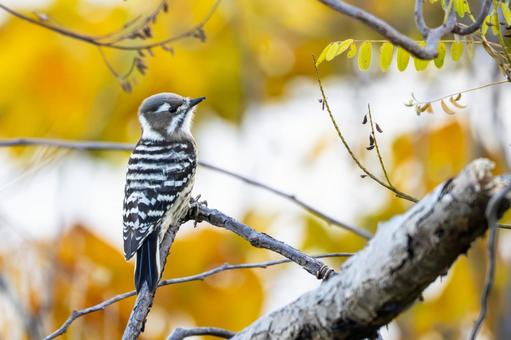 コゲラ⒂ 鳥,コゲラ,野鳥の写真素材