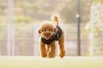 ドッグランのトイプードル:1 犬,トイプードル,トイプーの写真素材