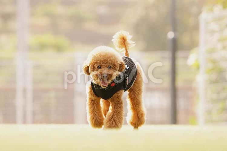 ドッグランのトイプードル:1 犬,トイプードル,トイプーの写真素材
