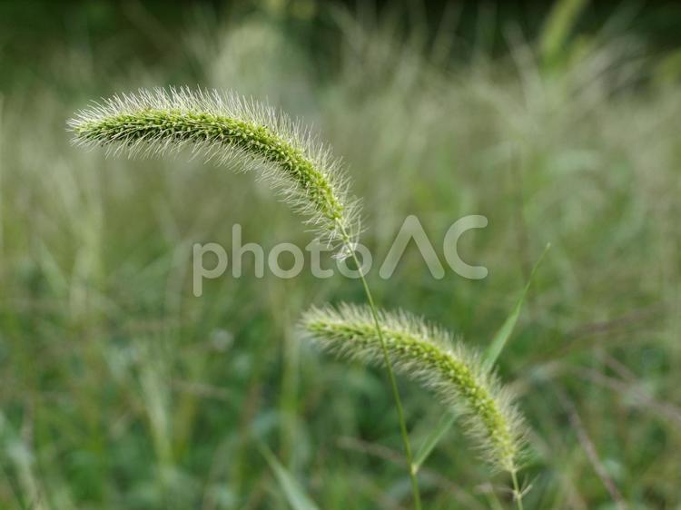 穂をつけた初秋の草原 穂,草,植物の写真素材