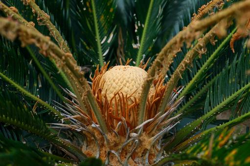  ソテツ（花） ソテツ,蘇鉄,植物の写真素材