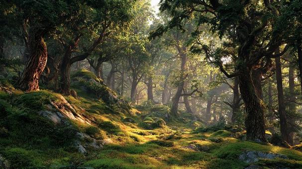 光が差し込む美しい森林風景 光が差し込む美しい森林風景の写真