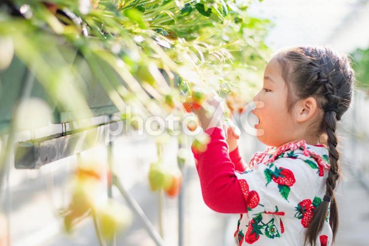 いちご狩りをする女の子 いちご狩り,いちご,笑顔の写真素材