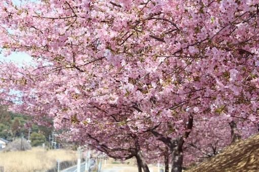 Sakura and blue sky 053, cây anh đào, cherry blossoms, sakura, JPG