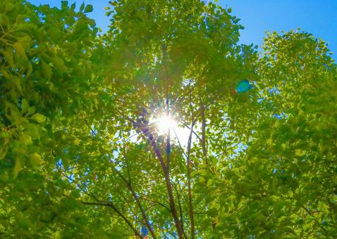 夏の日差し 夏の日差し 太陽,葉っぱ,木漏れ日の写真素材