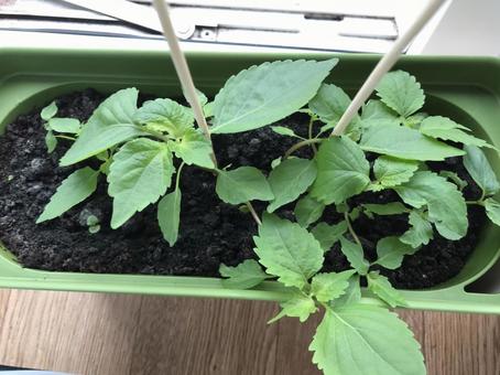 紫蘇の葉 紫蘇の葉 家庭栽培,紫蘇,家庭菜園の写真素材