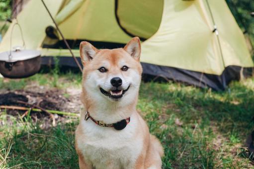 リードにつながれている犬 犬,テント,キャンプの写真素材
