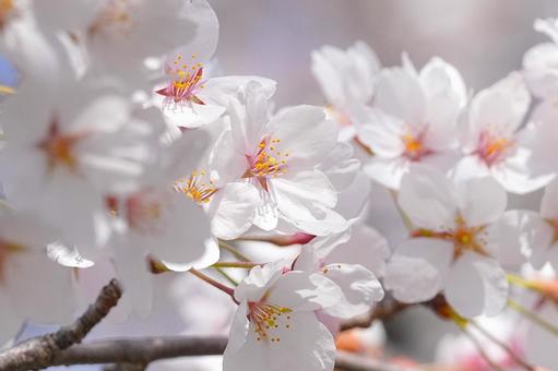 桜 桜の写真
