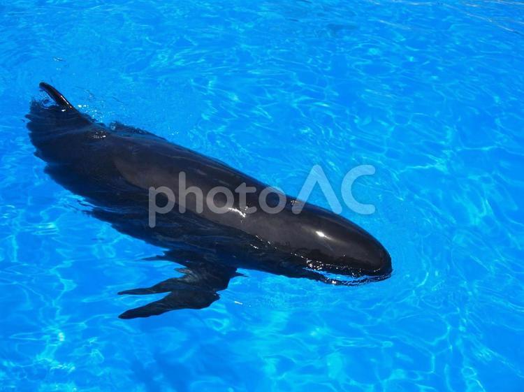 海の生き物 魚,海,水中の写真素材