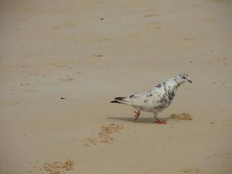 ハワイのビーチを歩く鳩の写真