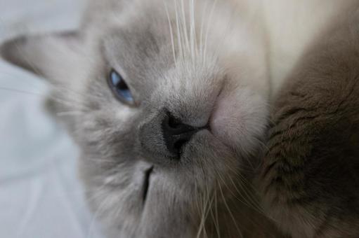 猫のお昼寝タイム 猫のお昼寝タイムの写真