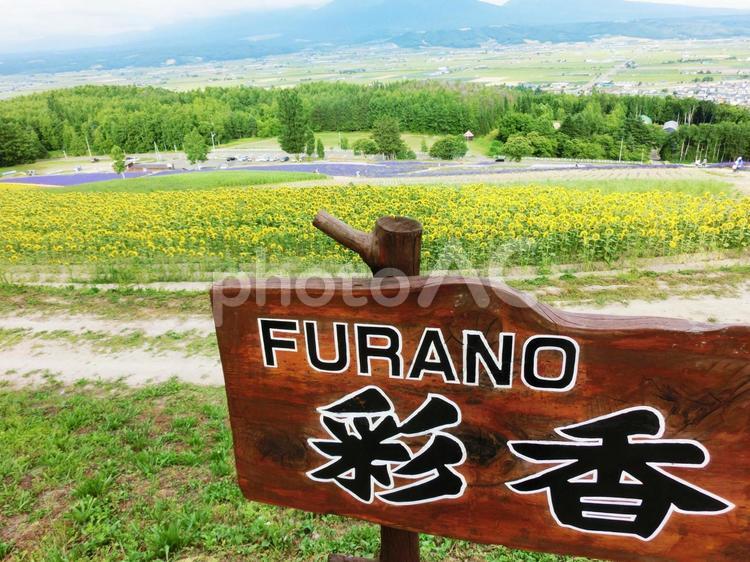 富良野の花畑 北海道,富良野,夏の写真素材