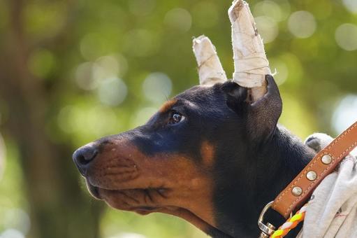 ドーベルマンの幼犬のポートレート 犬,ドーベルマン,大型犬の写真素材