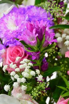 紫色のリンドウの写真