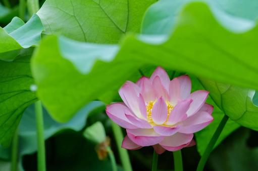 lotus, JPG
