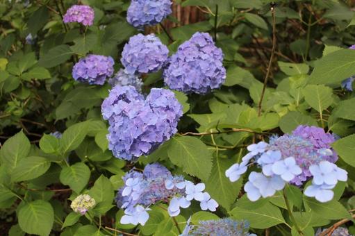 Hydrangea 148, JPG Hydrangea 148, JPG