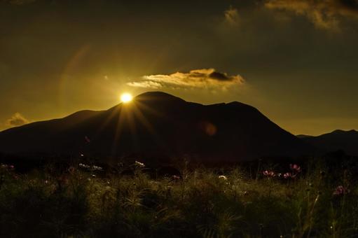 <素材>夕暮れのコスモス畑の風景 <素材>夕暮れのコスモス畑の風景 コスモス,コスモス畑,サンセットの写真素材