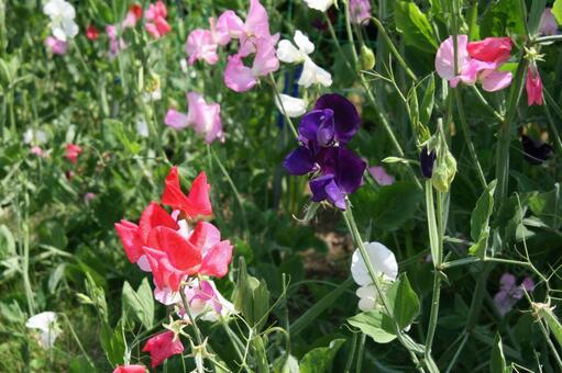 スイートピーの咲く風景 つる性,草花,愛らしいの写真素材
